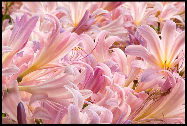 Pink naked lady flowers also called surprise lilies, Sarpy County, Nebraska and Bible verse of day Psalm 66: 1-2. Praise His glorious name