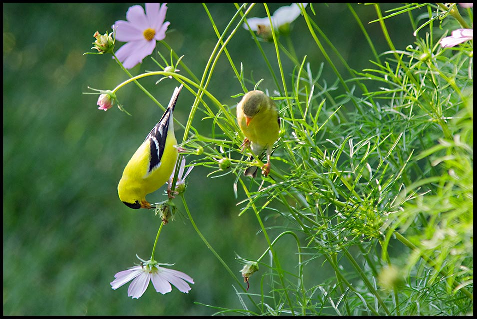 A yellow male Goldfinch with his female mate in Cosmos Flowers, Sarpy County, Nebraska and Matthew 19:4-6. He made them male and female