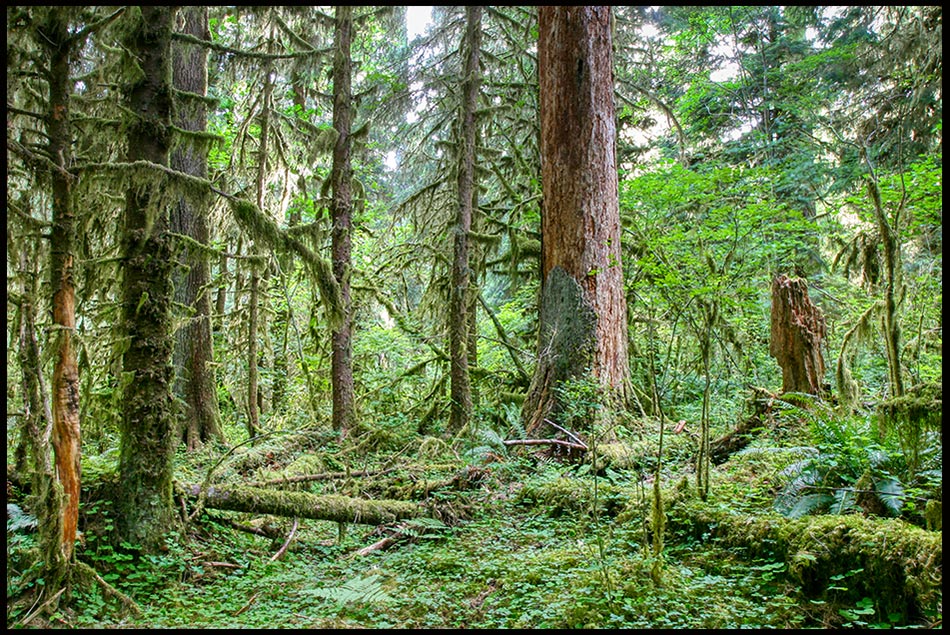 The thick and rich green trees of the Hoh Rain Forest, Olympic National Park, Washington State and Romans 11:33 for the Bible Verse of the Day, Wisdom of God