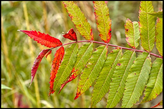 The leaves on a sumac leaves begin to red in Lake Anita State Park, Iowa. red autumn colors