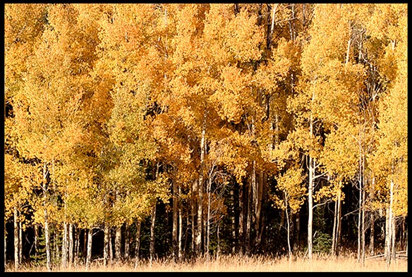 A group of golden yellow fall aspen trees in Rocky Mountain National Park