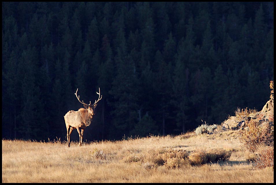 A bulk elk with a full rack walks across Moraine Park at Sunrise in Rocky Mountain National Park, Colorado and 1 John 1:7-9 bible verse about god's light