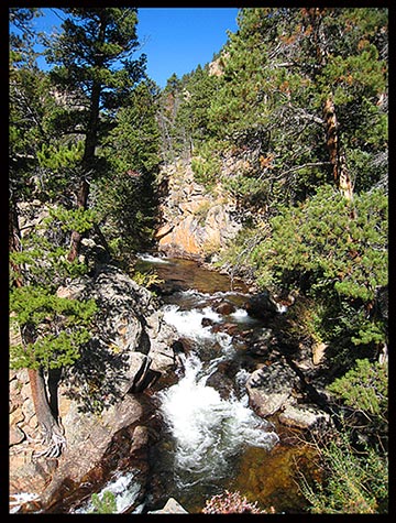  Eihter St Vrain and Ouzel Creek flowing through pine trees along the Ouzel Falls Trail in Rocky Mountain National Park