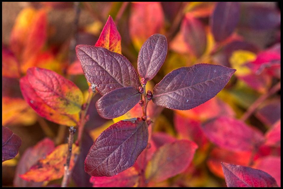 Bright red blueberry leaves display their fall colors Bellevue, Nebraska and Psalm 37:11. “But the humble will inherit the land " Bible verse