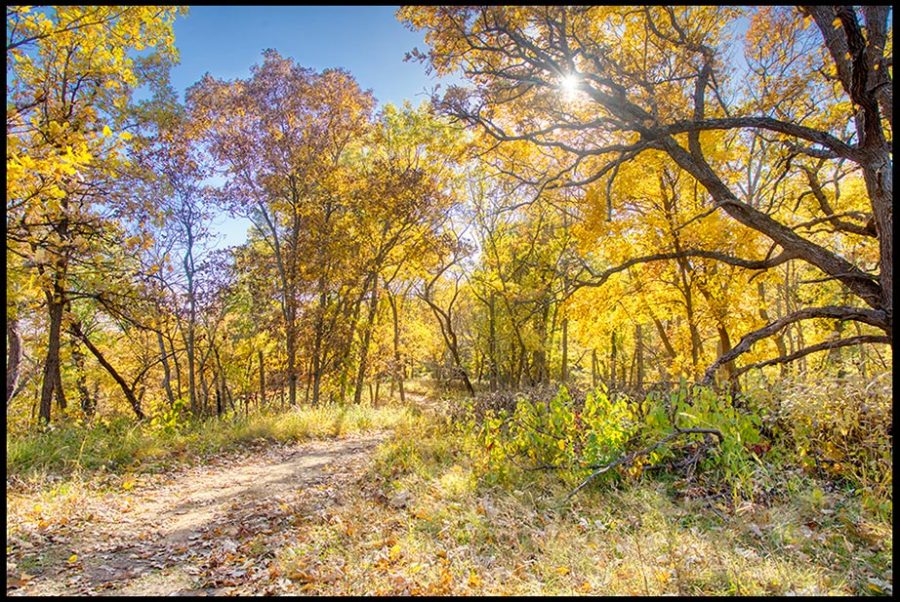Path heading to towards the sun with yellow fall foliage. Indian Cave State Park, Nebraska. and Psalm 100:4-5 give Thanksgiving to God