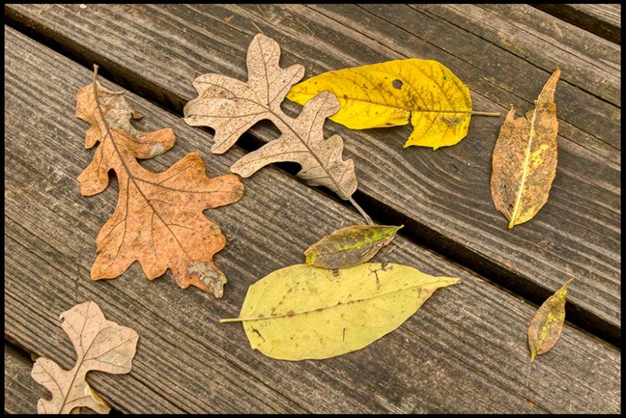 Fallen oak and other leaves lay on the grain of boards on a boardwalk, eastern Nebraska, Matthew 24:35 "Everything passes away