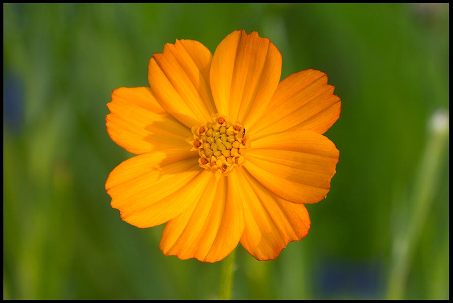 Orange cosmos flower in perfect bloom, Mahoney State Park, Nebraska and Psalm 85:8-9 Bible on God's hope and salvation
