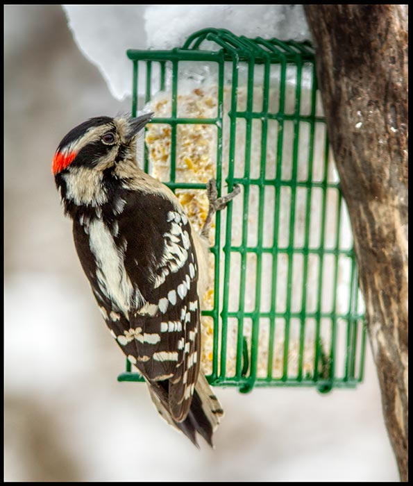 The lord provides for this downy woodpecker on suet, Bellevue, Nebraska and Psalm 50:11 Bible verse. "I know every bird"