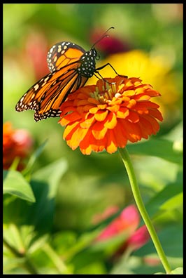 Monarch butterfly on a orange zinnia flower. Little tings in nature reveal God's greatness. 