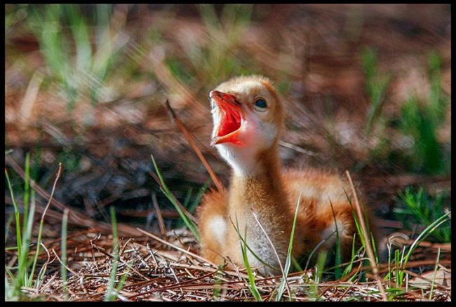 Sandhill crane chick chirps while lying down, Moss Park, Central Florida Bible verse Psalm 40:3-4a Sing your Song