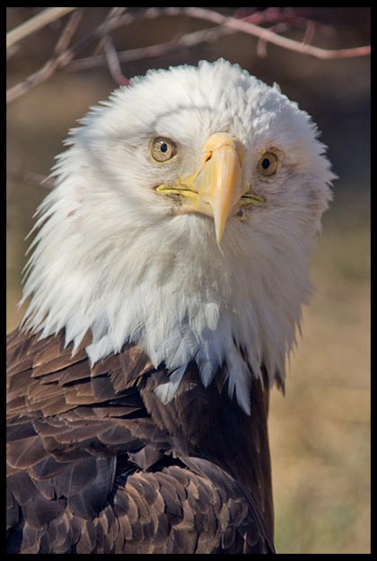 Bald Eagle, Eastern Nebraska and Psalm 103:1, 5-6 Bible verse about having your strength renewed like the eagle