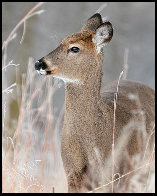 White-tailed doe standing in high, brown winter grass, Lake Manawa State Park, Iowa and Job 5:8-9 Bible verse wonders of God