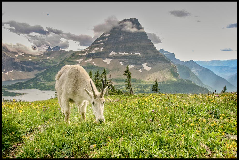 Mountain Goat in a flower filed meadow at the Hidden Lake Overlook, Glacier National Park, Montana and Psalm 145:21 bible verse and let every creature
