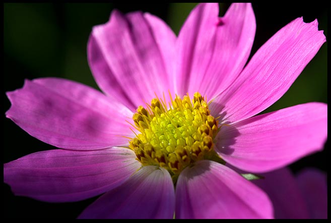 A purple pink cosmos bipinnatus flower shines in the morning sunlight and modesty Bible verse 1 Peter 3:3-4