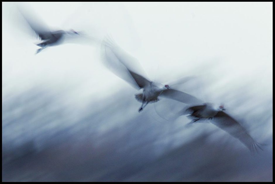 Three blurred sandhill cranes burst into flight over the Platte River Valley, Central Nebraska and James 4:14, Bible verse life vanish away like a vapor