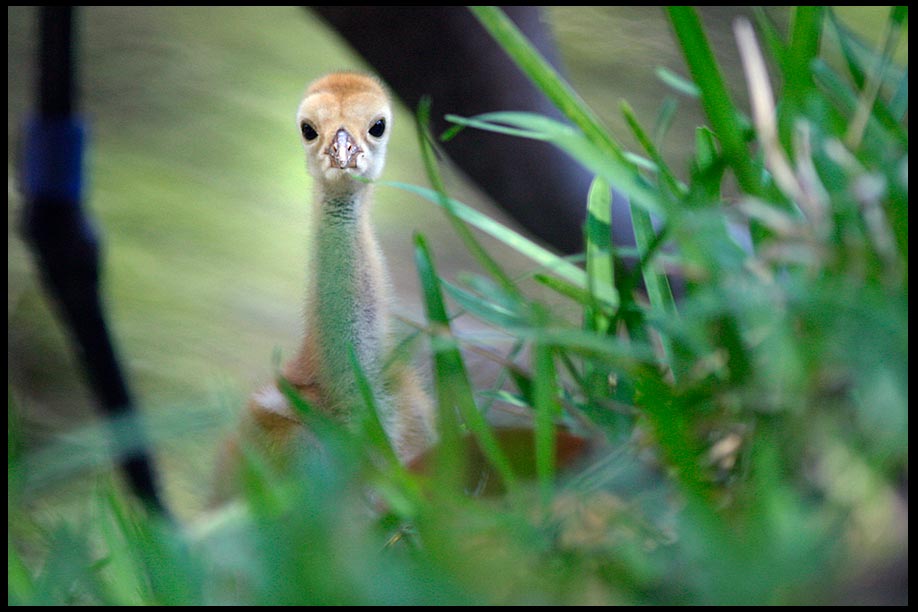 A wide eyed sandhill Crane Chick and parent, Moss Park, Florida and Psalm 119:18. bible verse about wonderful things