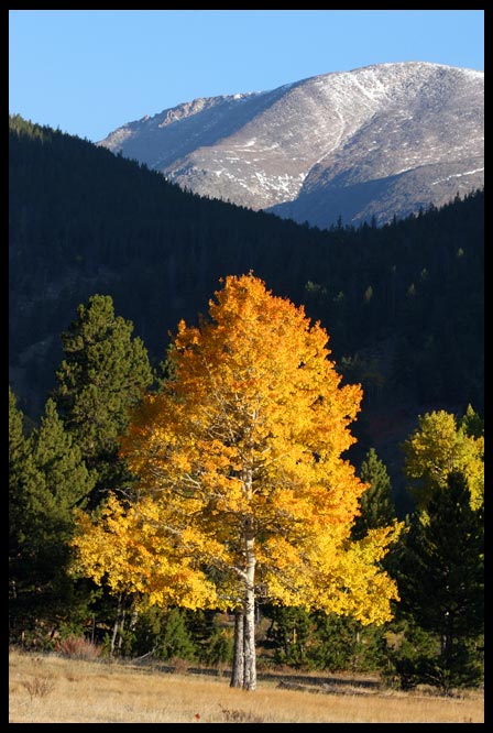 Gold fall aspen trees in front of mountain, Rocky Mountain National Park, Colorado and Job 37:22-23. awesome majesty Bible Verse of the Day: