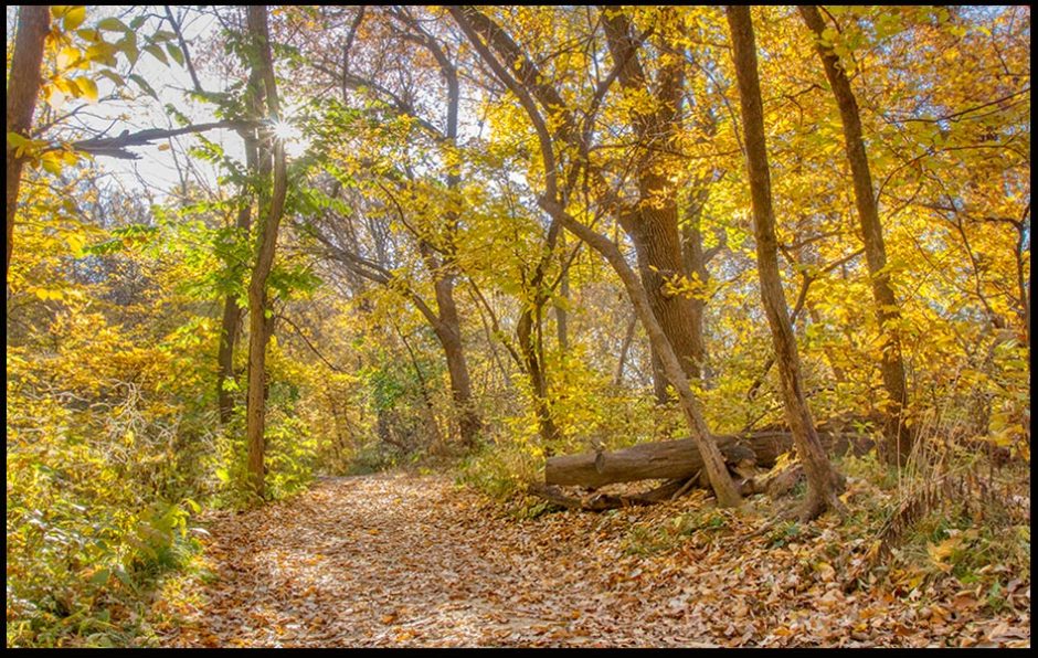 The sun shines through yellow fall trees onto a leaf covered path, Fontenelle Forest, Bellevue, Nebraska. Number 6:24–26, Bible verse of the day. The Lord's face shines on you.verse of the day.