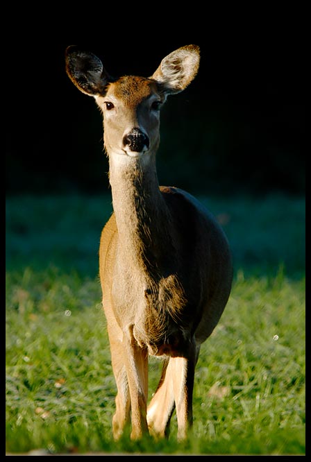 Whitetail Deer Doe in stark morning light, Lake Manawa State Park, Iowa and Psalm 42:1-2. "As the deer pants for the water" bible verse