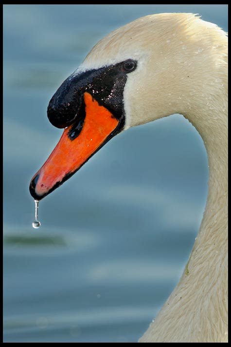 A mute swan with a water drop on it's beak, Eastern Nebraska and Proverbs 29:23 bible verse and a humble spirit