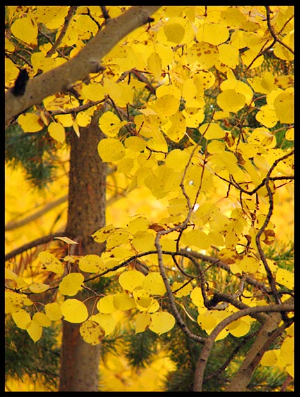 A tight shot of yellow fall Aspen Leaves, Rocky Mountain National Park, Colorado and Isaiah 25:1. Bible verse "For You have worked wonders"