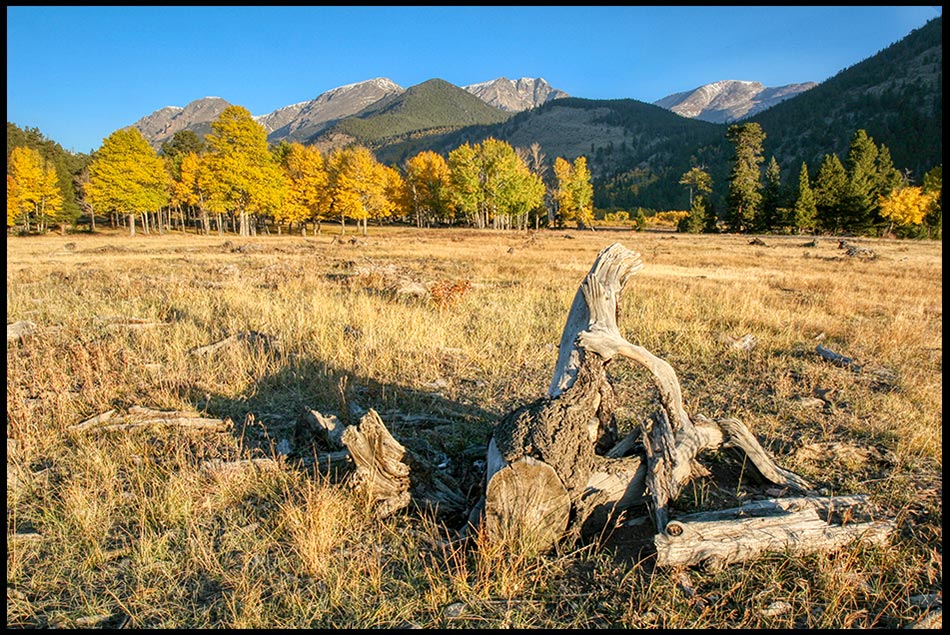 Old Log and yellow fall aspen trees on the plain of Horseshoe Park, Rocky Mountain National Park, Colorado and Psalm 90:10, 12 Number our days.