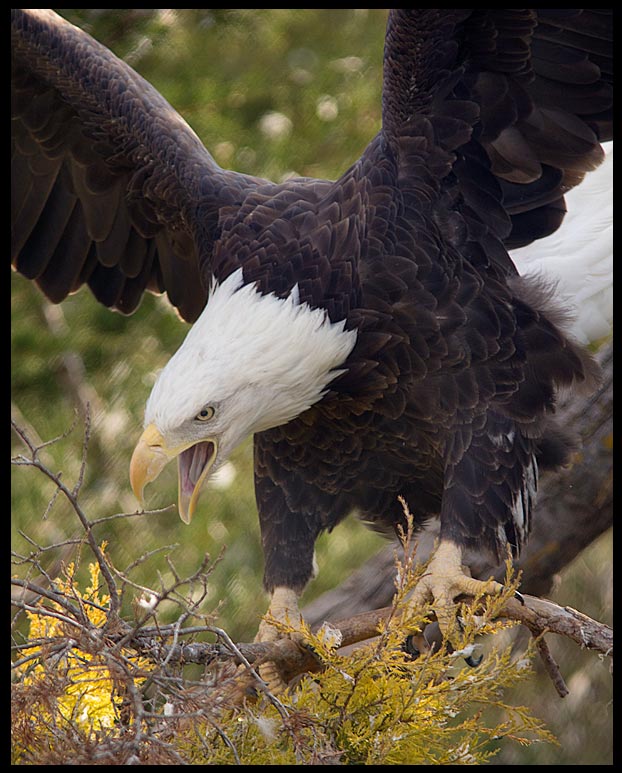 A perched bald eagle opens it's wings, Eastern Nebraska and Psalm 103:5-6. renew us so that our youth is renewed like the eagle…" Renew us, God