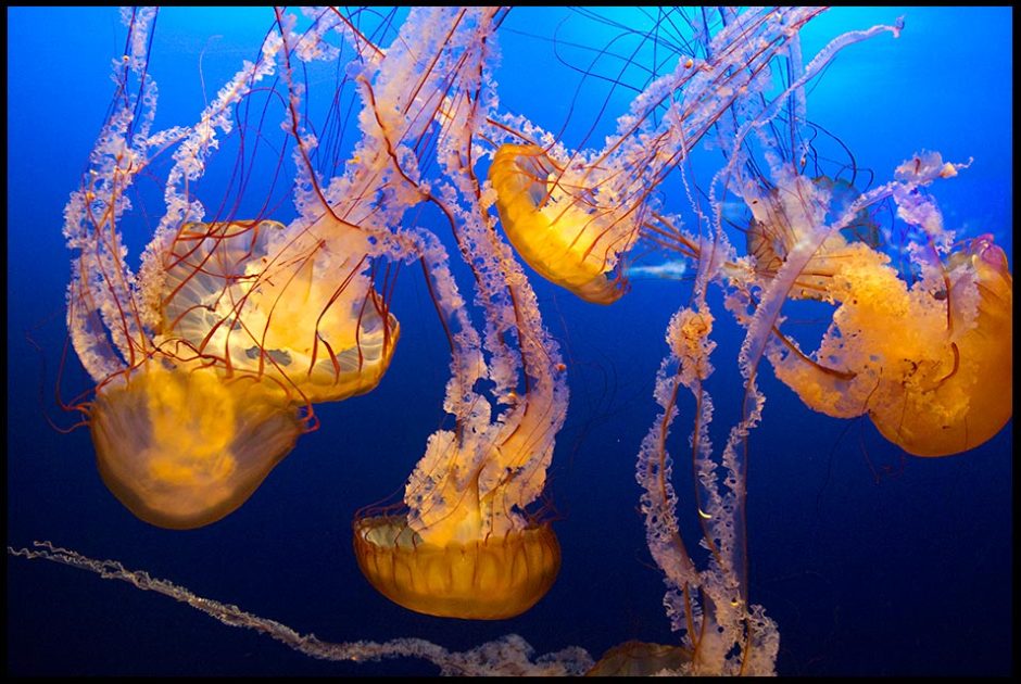 Moon jelly swim in their tank in the Omaha Zoo, the Henry Doorly Zoo and Psalm 146:5-6 Bible verse God "Made the sea and all that is in them