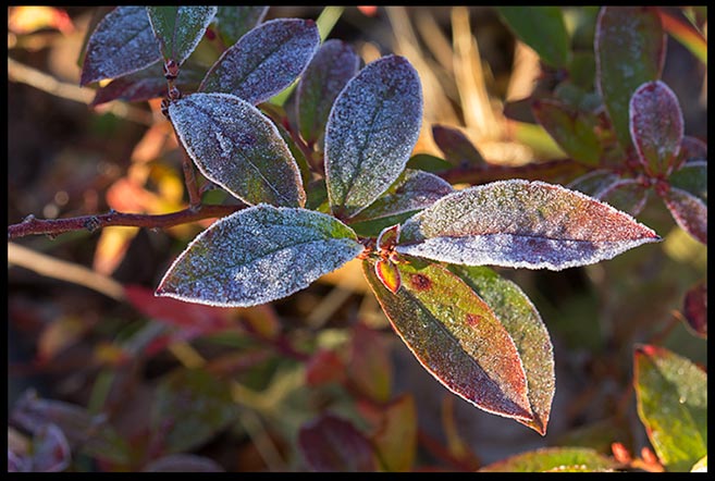 Frost on blueberry leaves that had started to turn red in fall. Bible verse Job 38:29 the frost of heaven