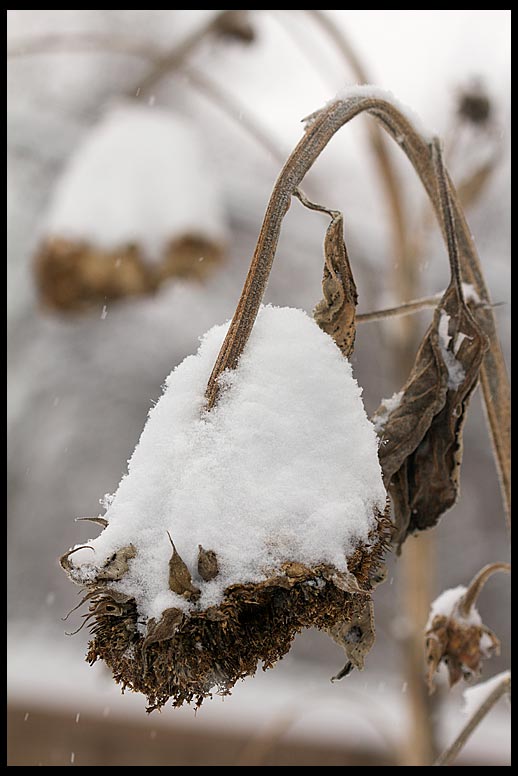 Snow piles up on dried dead sunflowers, Bellevue, Nebraska. Bible Verse of the DayJames 1:9-10 The rich fade away like flowers