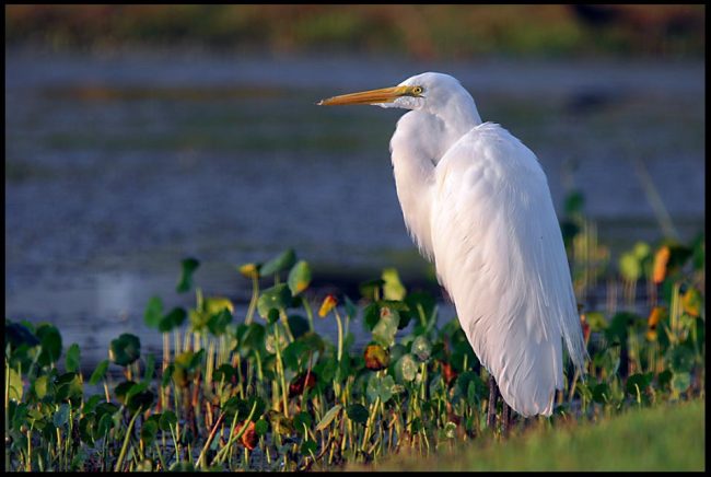 Great egret on the shore of Central Florida pond and Psalm 96:1-3a Bible verse "Sing to the LORD a new song