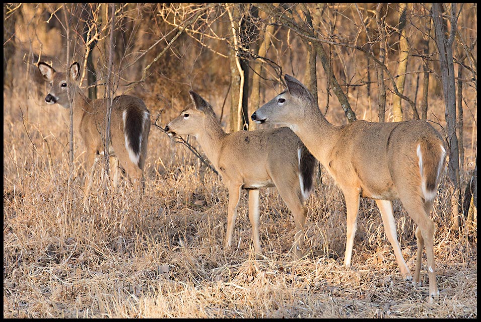 Three whitetail deer does watch at something that has caught their attention in Lake Manawa State Park, Iowa. Bible verse Ecclesiastes 4:12 a cord of three.