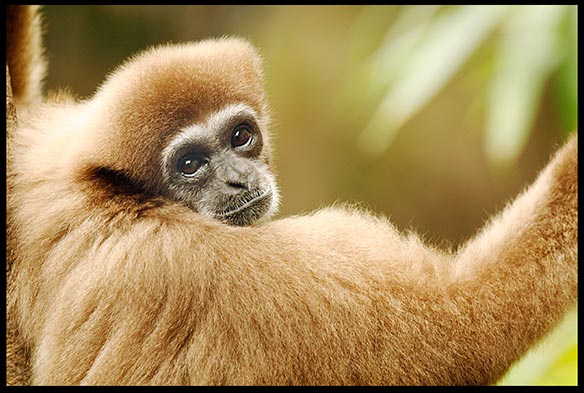 A white handed gibbon to illustrate a story about Arming our kids against evolution.