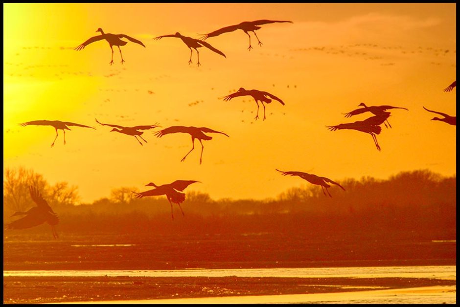 Sandhill Cranes landing in Platte River at sunset in Central Nebraska Romans 1:20 Bible verse on God's eternal power and divine nature