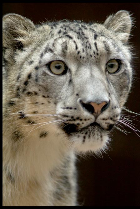 A close up portrait of a captive snow leopard and Bible Verse Isaiah 11:6 God's restoration.