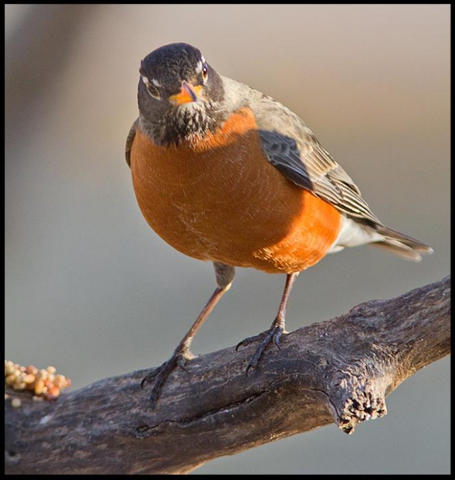 A spring robin on a branch, , Bellevue, Nebraska and Psalm 16:11 Bible verse on the fullness of joy