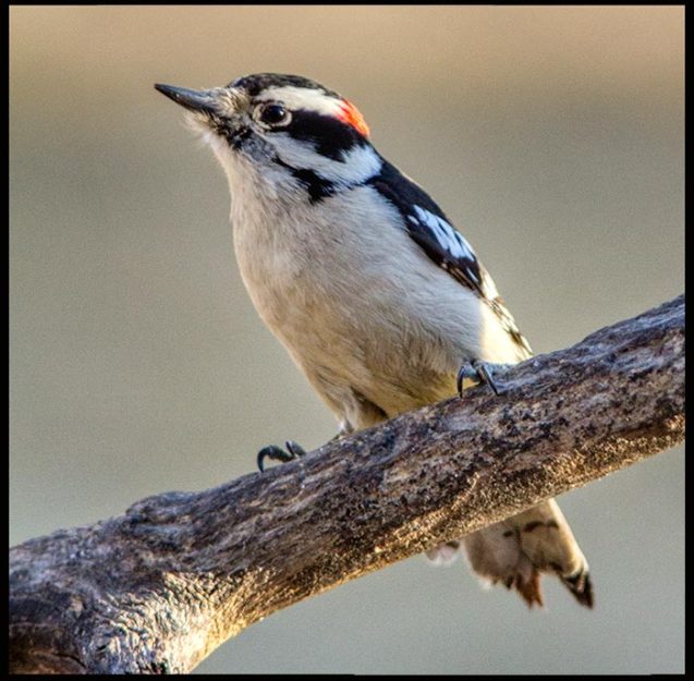 A little redheaded male downy woodpecker on a branch, Eastern Nebraska and Genesis 1:21b-23 Bible verse and every bird.