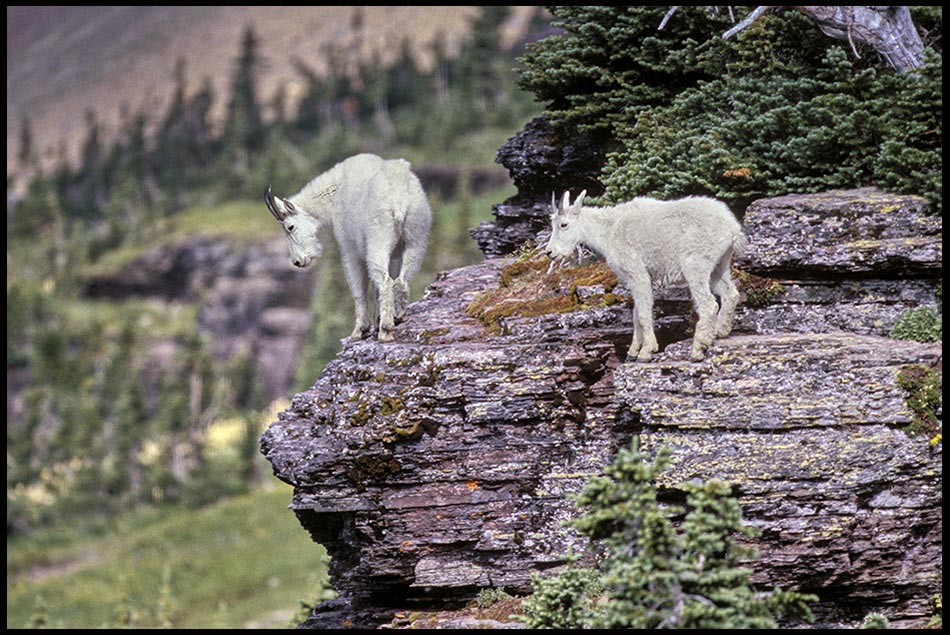 Mother mountain goat and kid on a cliff in Glacier National Park, Montana and Psalm 18:32-34. He makes my feet like hinds' feet Bible Verse of the Day: 