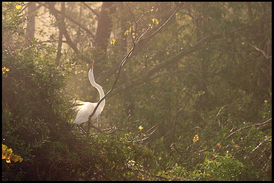 Great A backlit great egret performs a courtship display, Central Florida and Ecclesiastes 3:11 bible verse on eternity in their hearts
