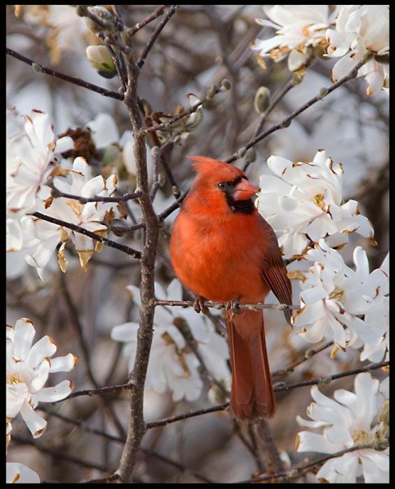 A male northern cardinal in a magnolia tree with white blossoms and Bible verse Psalm 5, one who sings