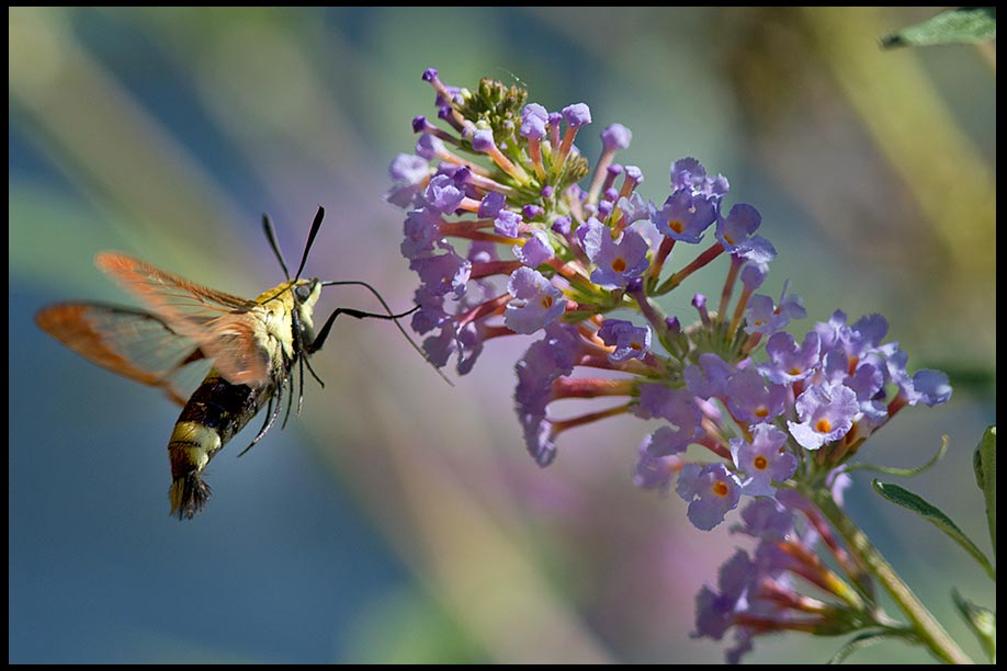 Yellow and black bumble bee moth (aka humming bird moth) at a purple butterfly bush, Bellevue, Nebraska and Psalm 100:1-2 Bible verse about Joyful singing