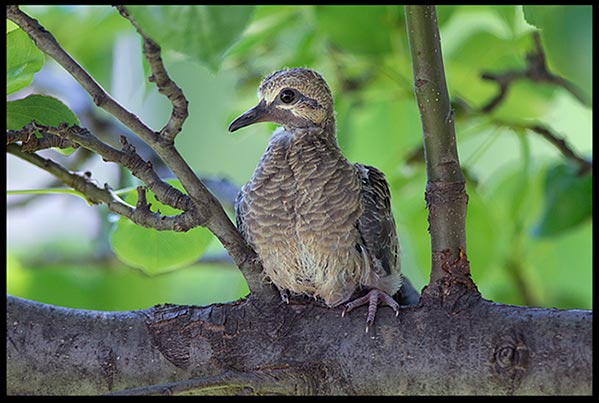 A mourning dove chick on a branch. What does new life tell us about God's redemptive grace?