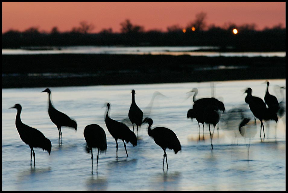 A ghost image of sand hill cranes standing in the Platte River with the red sky of dusk. The shadows of the night Verse of the day, The shadows of the night Psalm 42:8