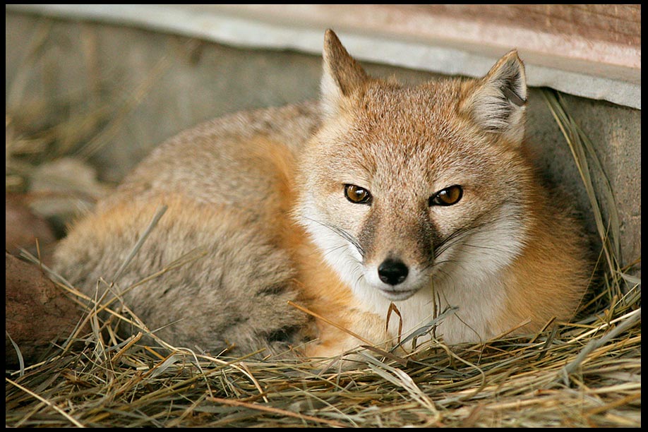 A swift fox dens down in a bed of dried grass in Nebraska. Bible Matthew 8:19 foxes have dens