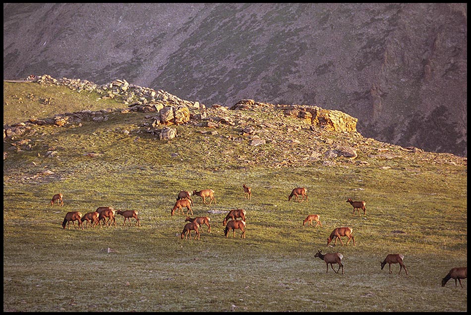 Elk grazing on a mountain plateau near Trail Ridge Road in Rocky Mountain National Park, Colorado and Jeremiah 27:5 God of great power