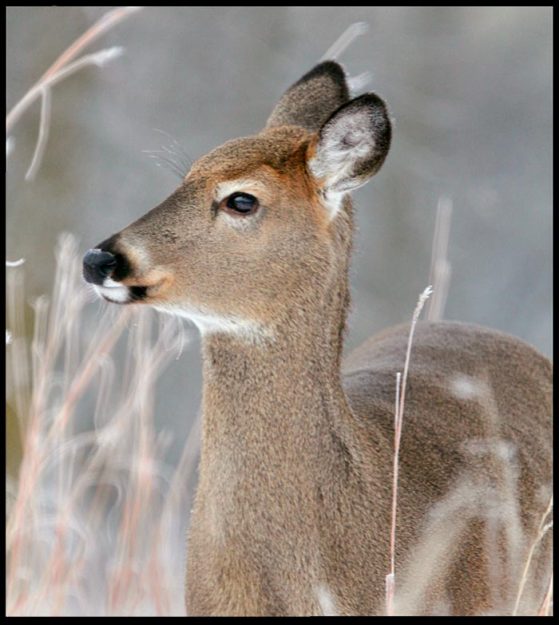 White-tailed doe standing in high, brown winter grass, Lake Manawa State Park, Iowa and Job 5:8-9 Bible verse wonders of God