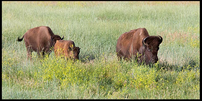 Three bison wandering in Custer State Park South Dakota. very good creation