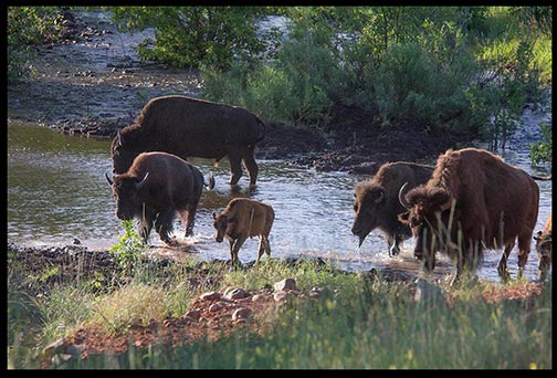 Bison cross the water of French Creek in Custer State Park South Dakota. Part of God's very good creation