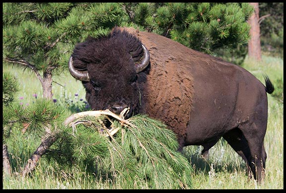  Male bull bison rubs down a pine tree in Custer State Park South Dakota. Part of God's very good creation