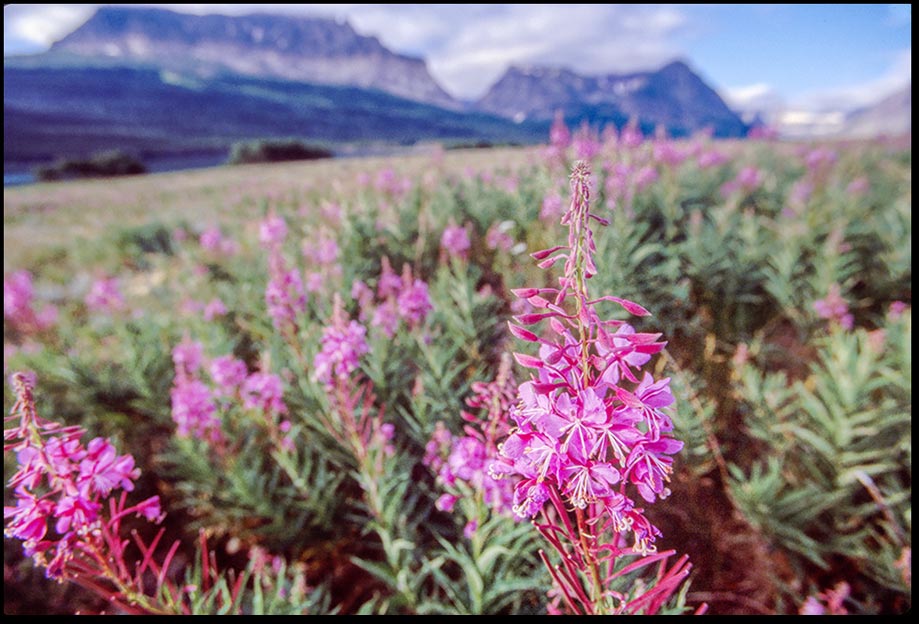 Purple fireweed flower in a mountain meadow, Glacier National Park, Montana and Matthew 5:1a, 2-3 Bible verse on the Kingdom of Heaven